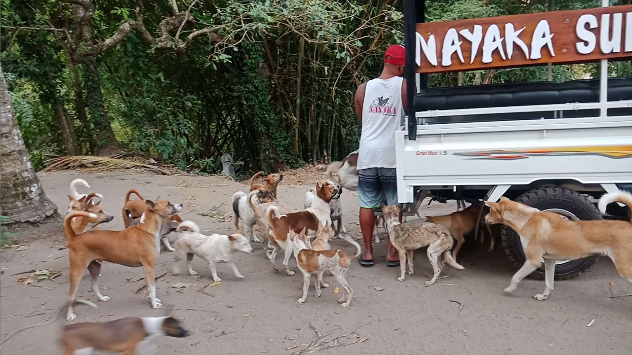 Lombok Camari Dog Shelter