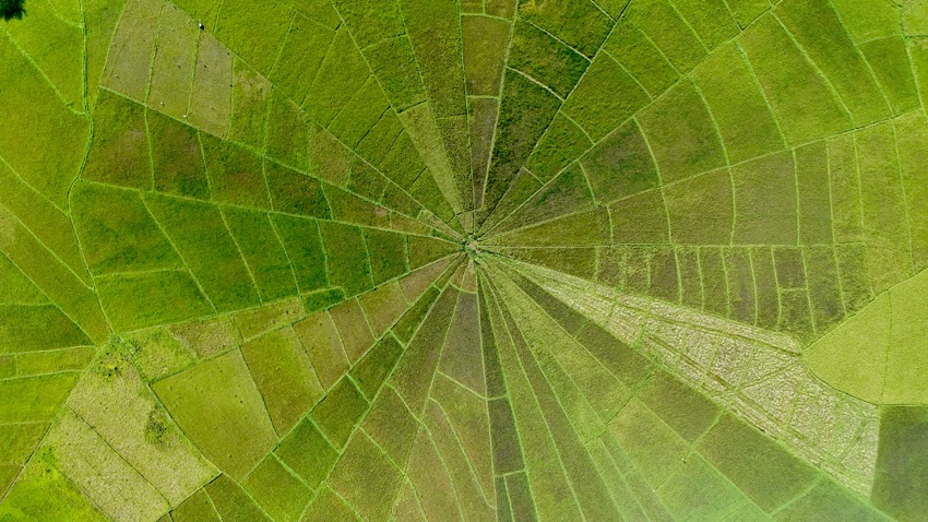 Cancar Spider rice field Flores
