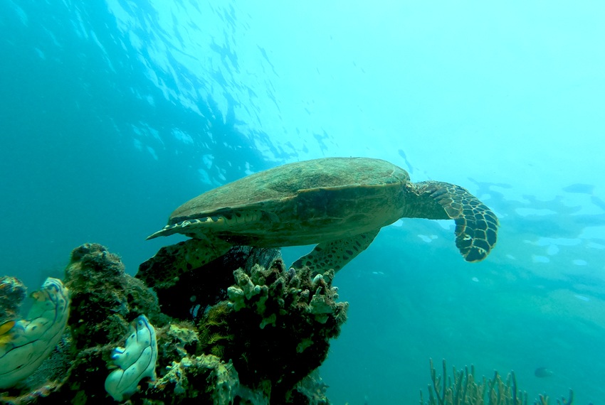 Siaba island - the turtle city