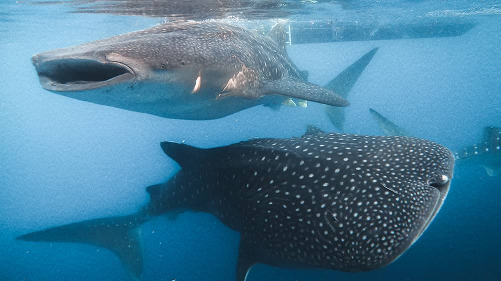Whale Shark in Saleh Bay, Sumbawa island