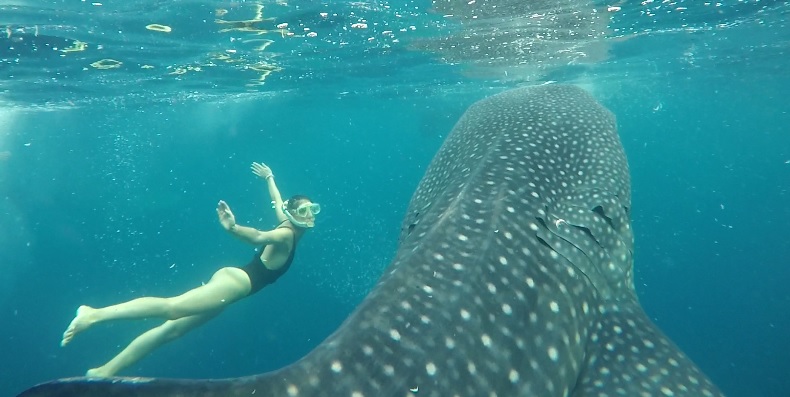 Whale Shark Saleh Bay- Sumbawa island - 2 days tour Sumbawa island