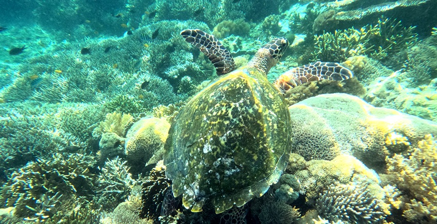 Siaba Island