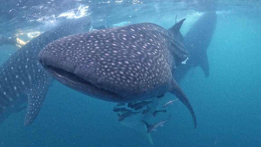 Whale Shark Sumbawa - 4 Days Komodo Island tour from Lombok